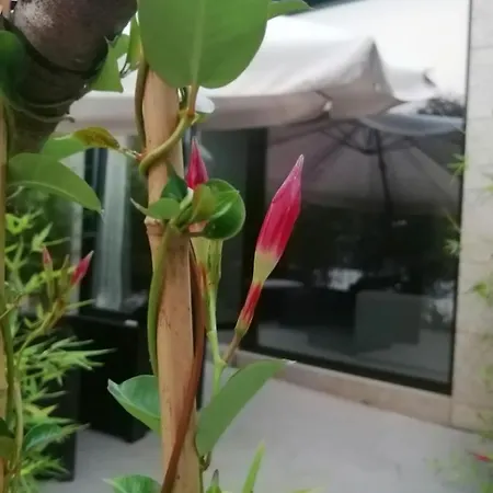 Precioso Vacaciones En Zona Ramallosa *